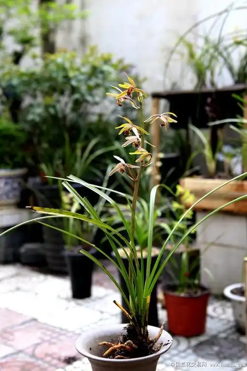 h37惠兰红舌黄花