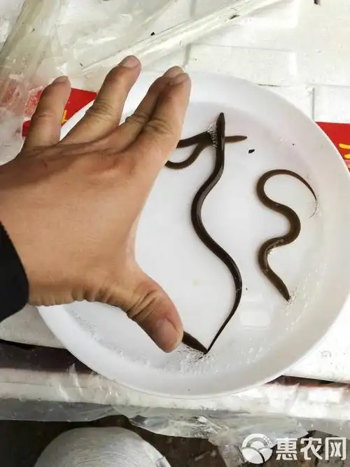 黄鳝苗  黄鳝鱼苗