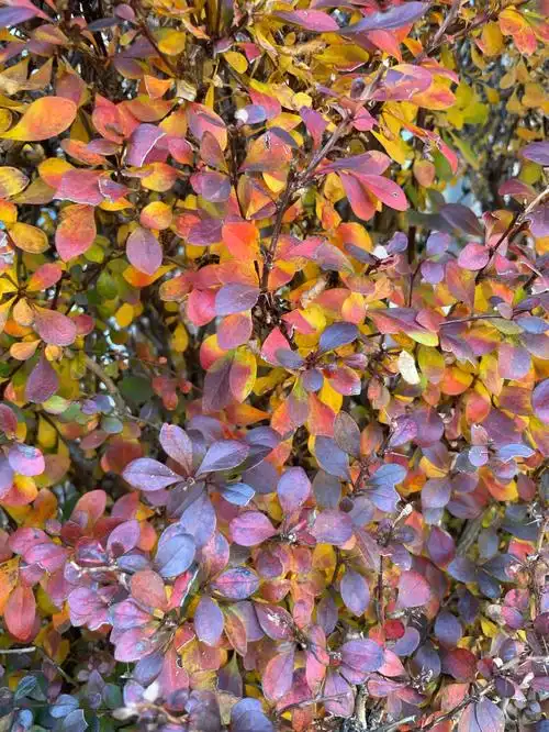 紫叶小檗冬天有多美