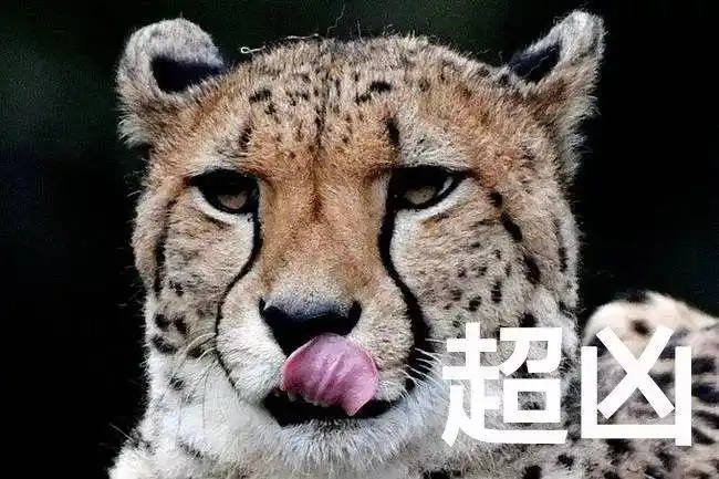 来自非洲的豹为什么要追急支糖浆