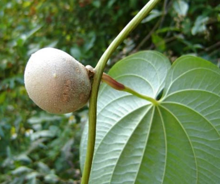 治疗百日咳:取鲜黄独根块或果实9~15g(3-5岁小儿用量),加冰糖9g炖服.