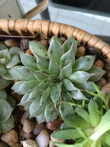 多肉植物昨天还好好的,在阳台放了一个晚上和早上就出现了一点一点的