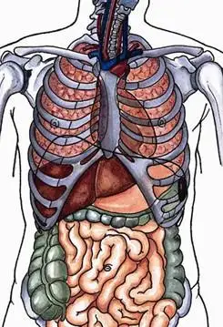 我的左侧腹部最后一根肋骨的地方,每当晚饭不及时吃就会疼怎么回事