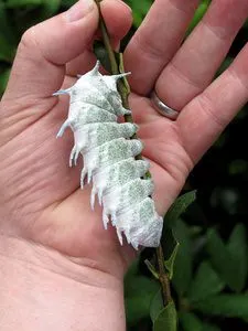 马来西亚冬青大蚕蛾 马来冬青 活蛙头蛾  类似乌桕 【幼虫】