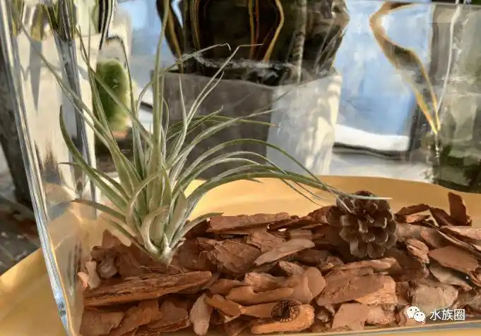 沙漠戈壁景观被我们忽略的美好!_造景