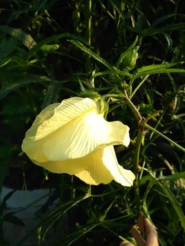 这个植物叫什么名字,我们这里说是叫云南白药,但是百度不出来,请教