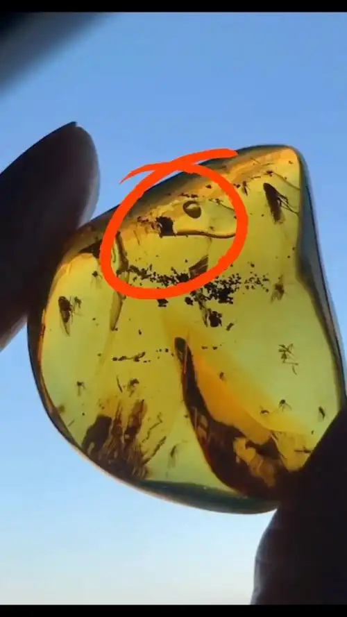 一颗琥珀里面有气泡,千万年前的水!