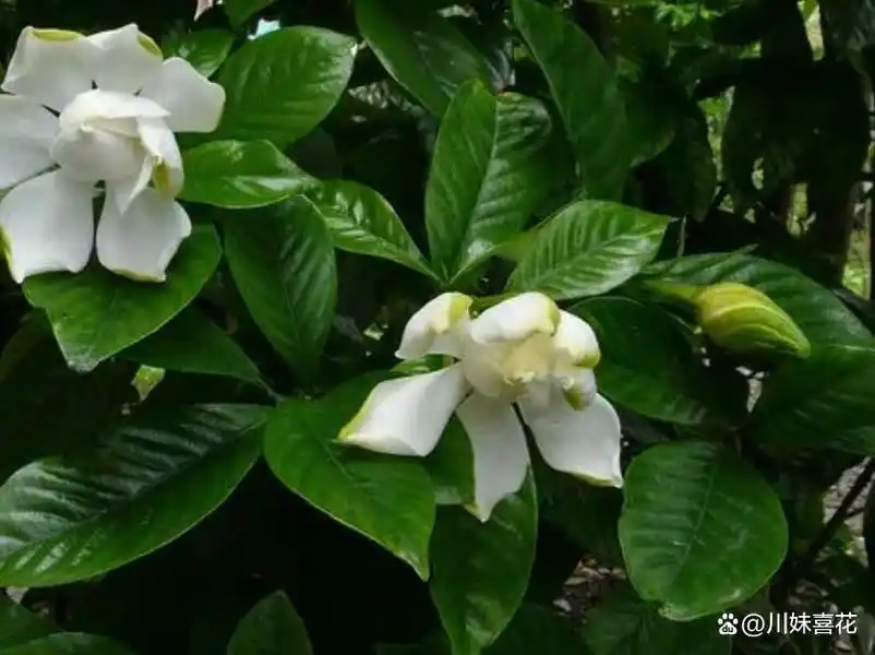 夏天栀子花有"3怕",及时避开顺利开花,香味浓郁惹人爱