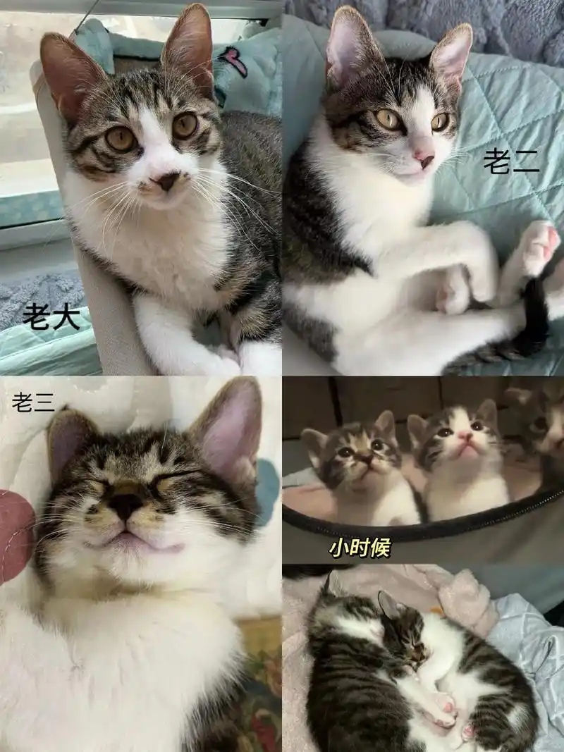 长春本地三只狸花猫无偿领养.