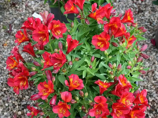 六出花,红色,花卉