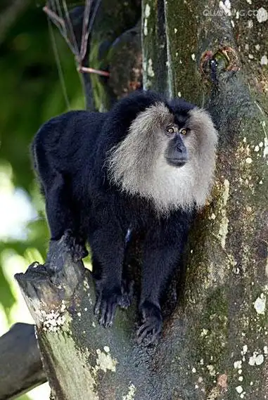 liontail macaque
