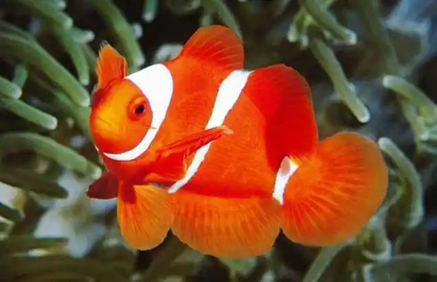 红小丑鱼