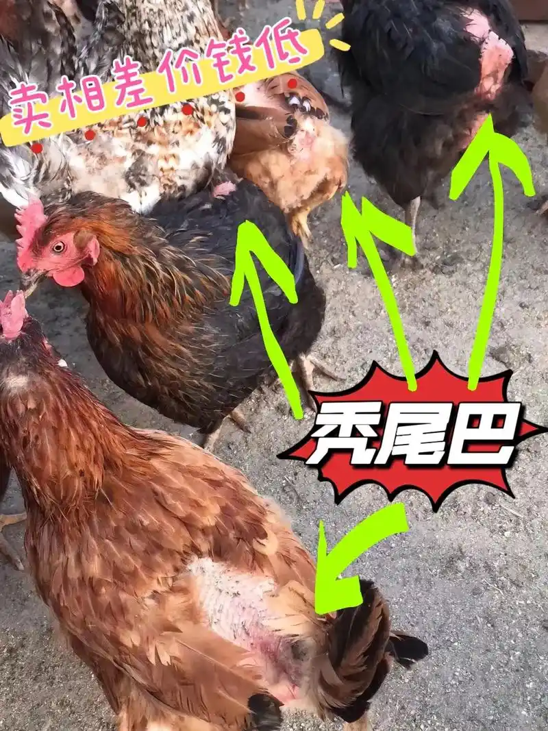 鸡秃尾巴光溜溜掉毛啄毛吃鸡毛#农村散养土鸡 #养鸡 #养殖 - 抖音