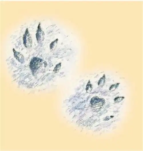 山羊的脚印像什么