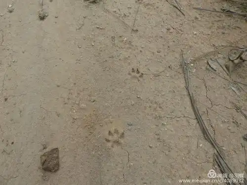 发现疑似山猫的脚印