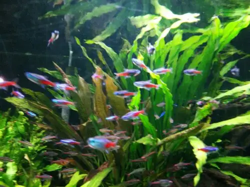 红绿灯鱼你听说过吗?真的像信号灯哦!