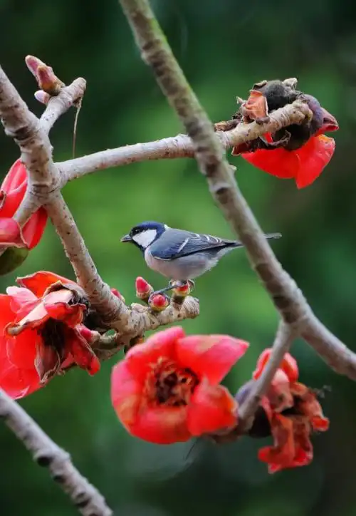 三月的木棉,悄悄惊艳了整个江门_澎湃号·政务_澎湃新闻-the paper