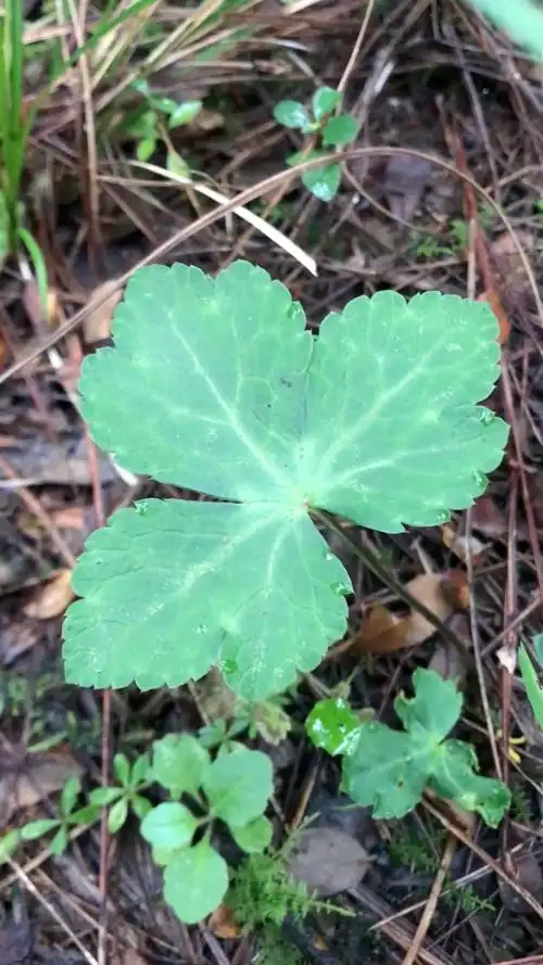 红花小黑药,秋末种子成熟期