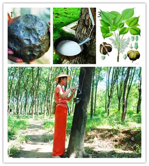 橡胶树给地球装上了轮子