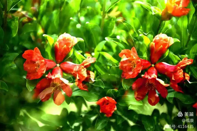 花石榴开花又一年 - 美篇