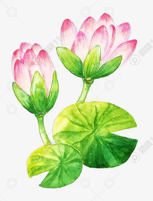 水彩植物手绘插画