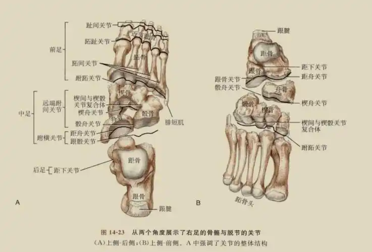 传承弟子分享足厥阴经筋的解剖分析