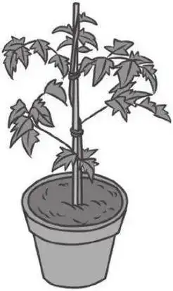 7步骤栽种小番茄摘芯摘腋芽搭支架轻松不在话下