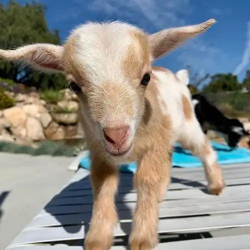 可可爱爱小羊啊!