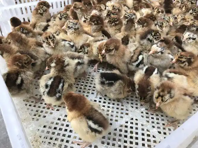 青脚麻鸡苗 厂家直销 假一赔十