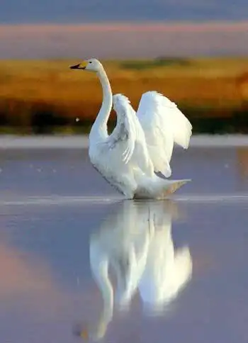 巴音布鲁克天鹅湖风景图片