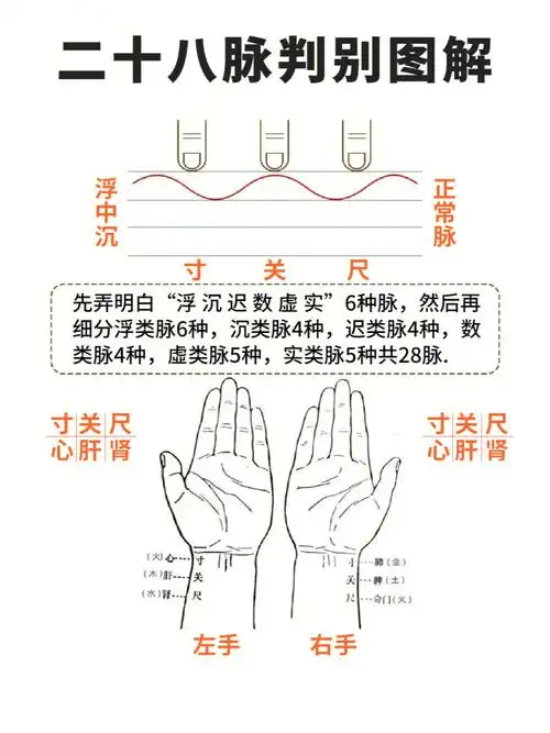 切脉浮沉迟数虚实六类二十八脉图解