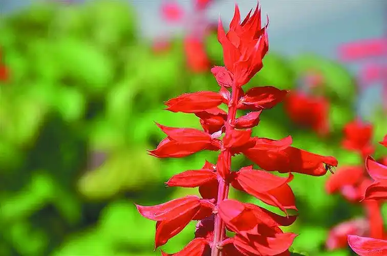 摘"串红"吸花蜜摘暴马丁香做"药" 园林专家:容易伤到自己