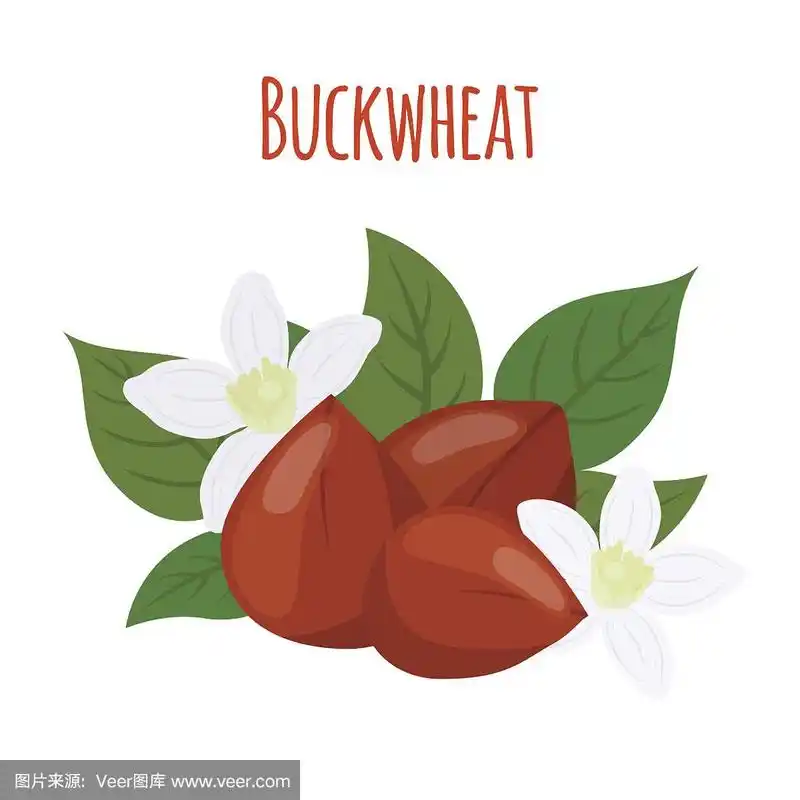 荞麦植物,谷类,素食.平的风格.矢量图