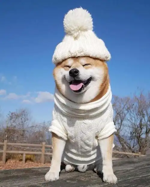 行走的表情包:治愈系柴犬被喻"微笑天使",灿笑暖人心