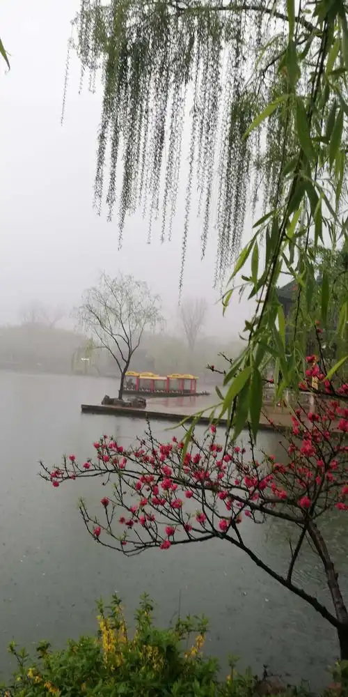 随手拍几张瘦西湖雨景.