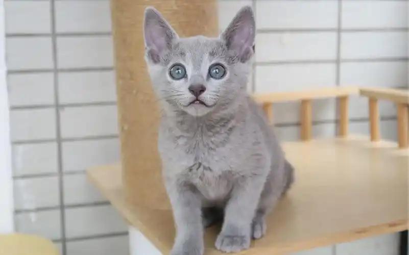 两个月大的俄罗斯蓝猫弟弟 要开始褪变绿眼咯～ 没错!