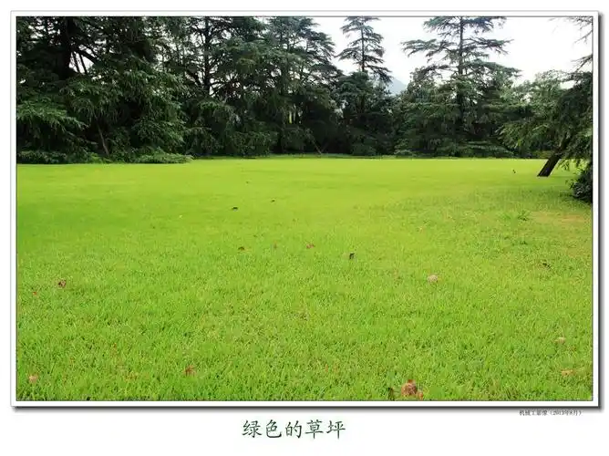 绿色草坪