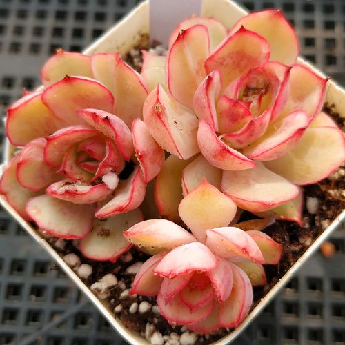 晚上放什么植物放室内好_姝花坊多肉商城