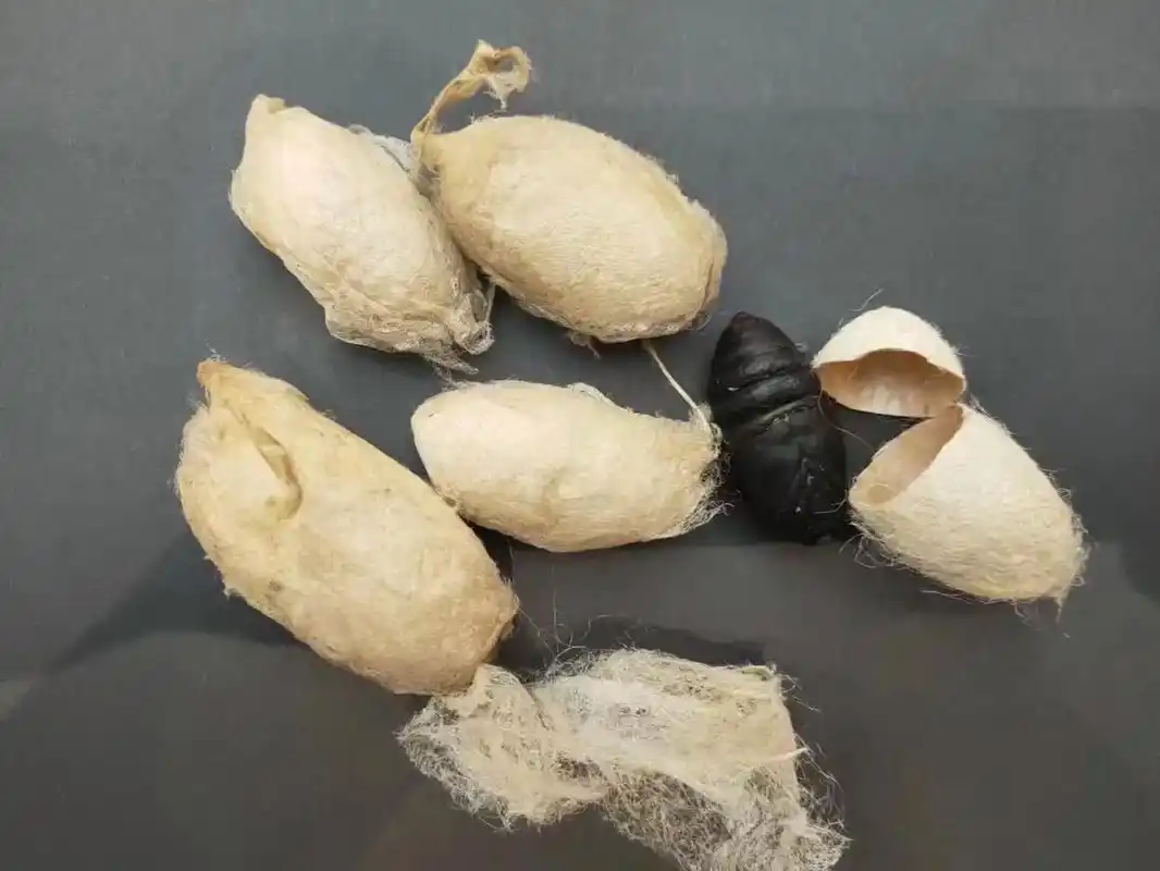 美术培训 #一起学画画 #课堂随拍  "春蚕成茧,羽化为蝶 - 抖音