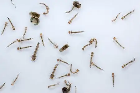 蚊子的幼虫图片-蚊子的幼虫素材-蚊子的幼虫插画-摄图新视界
