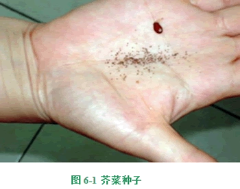 6.芥菜种子学习信心的功课