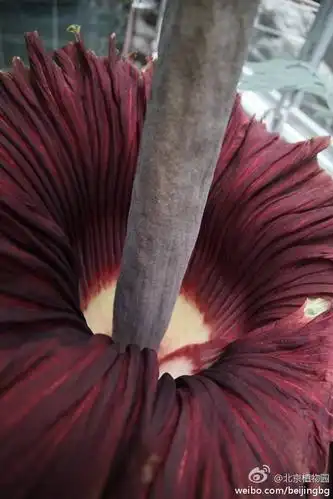 巨魔芋 amorphophalus titanum,又称尸香魔芋,尸臭花,正在北京植物园