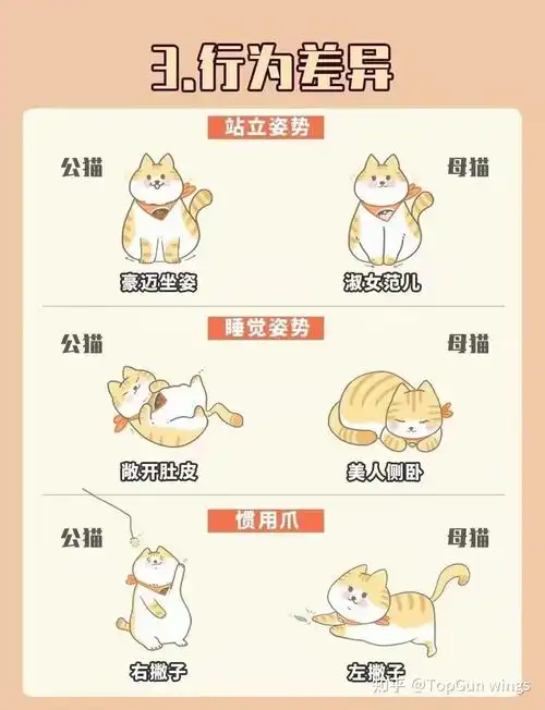 公猫和母猫怎么选