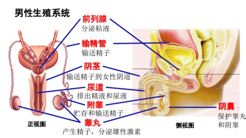 苏教版七下生物481精卵结合孕育新的生命课件18张ppt
