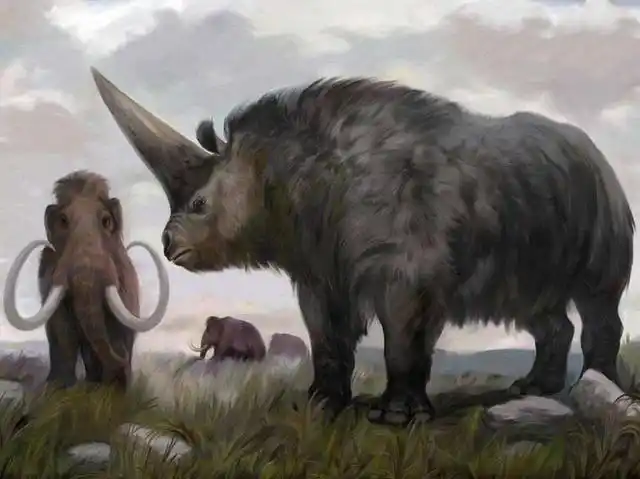 板齿犀:感动吗?