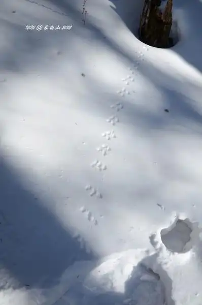 谁的脚印?刚才的小老鼠?像不像?