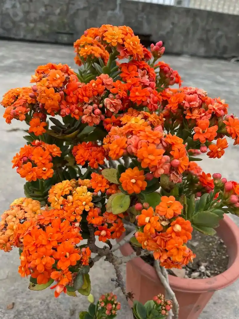 老桩长寿花,说你丑吧,花朵倒也不少,说你好看吧,又长得披头散 - 抖音