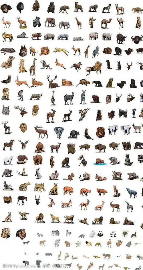 动物世界图片