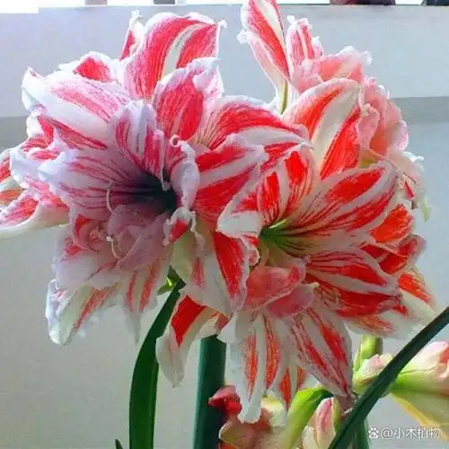 春节中年宵花朱顶红,俗称"红顶子",寓意富贵繁荣,喜庆吉祥