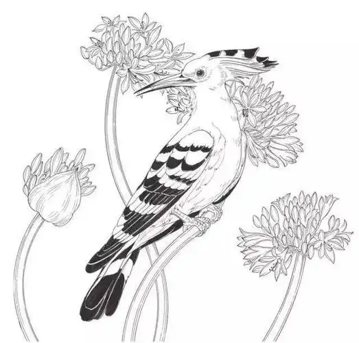 素材100种鸟类的线描稿